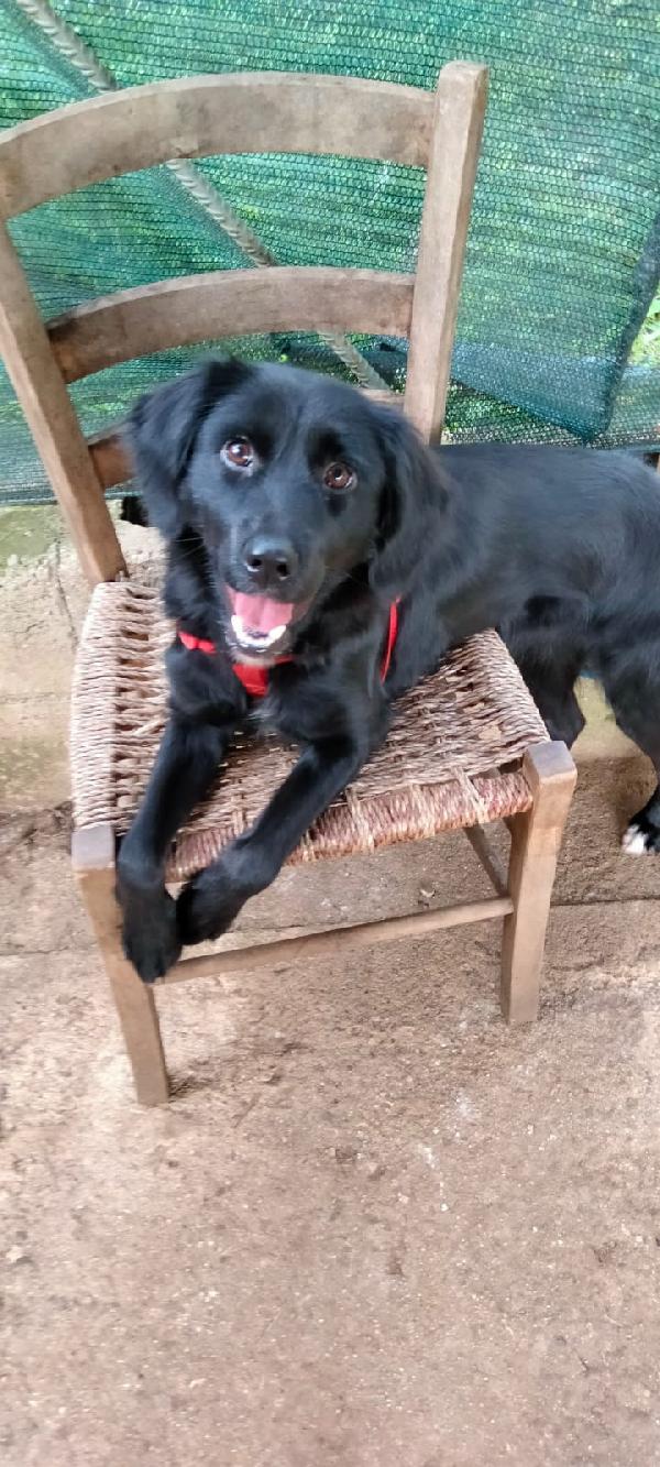 Kira Cucciolina Nera Taglia Medio Piccola